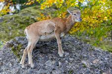 tierpark_goldau__D8B3642