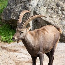 tierpark_goldau__D8B3653
