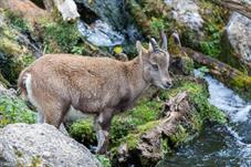 tierpark_goldau__D8B3664