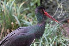 zoozuerich__D8B4158